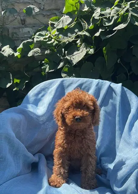 Toy poodles red, apricot and black