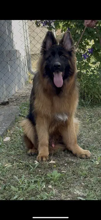 Top young longhair male!