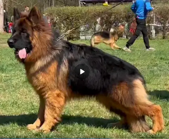 TOP Longhaired young male