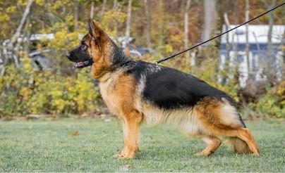 IGP 1 Ultravox 3 year old daughter for sale