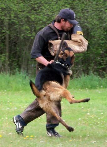 German Shepherd Breeder Wisconsin