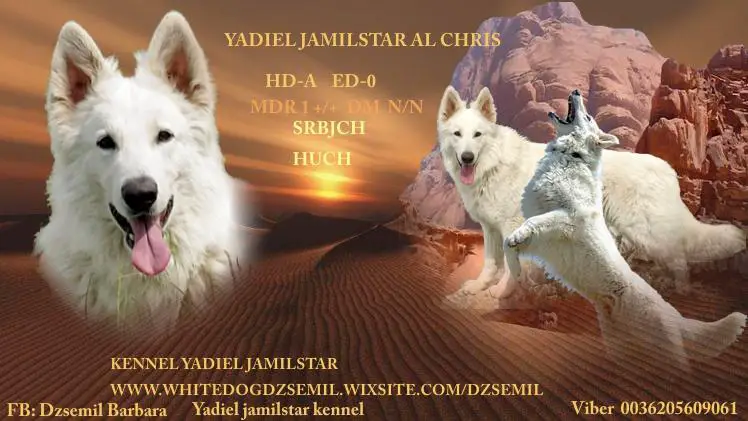 YADIEL JAMILSTAR AL CHRIS -STUD MALE