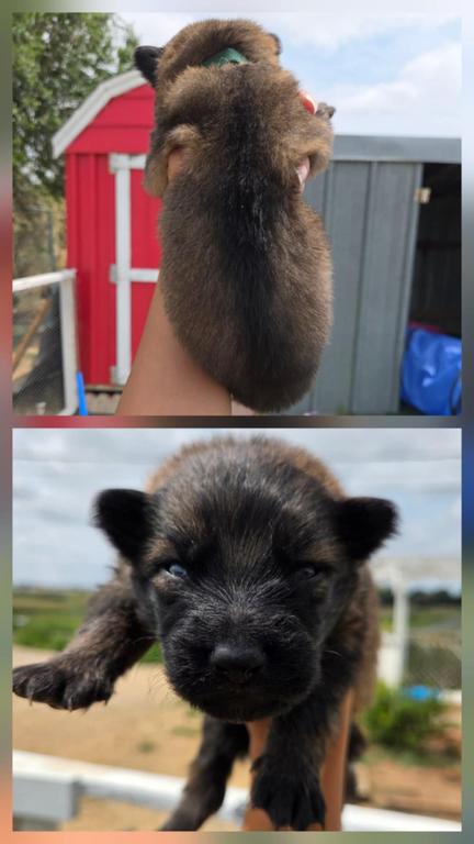 Sniper bohemia atomica Grand puppies