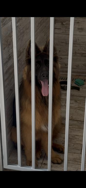 Top longhair male!
