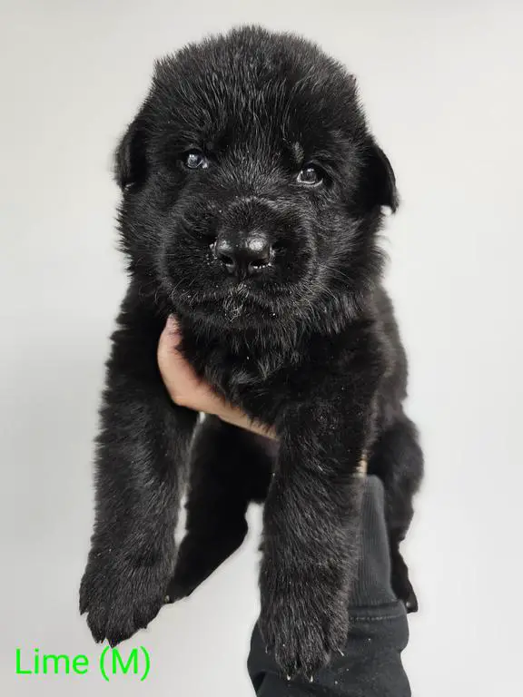 Large Bone Sold Black Puppies Wisconsin