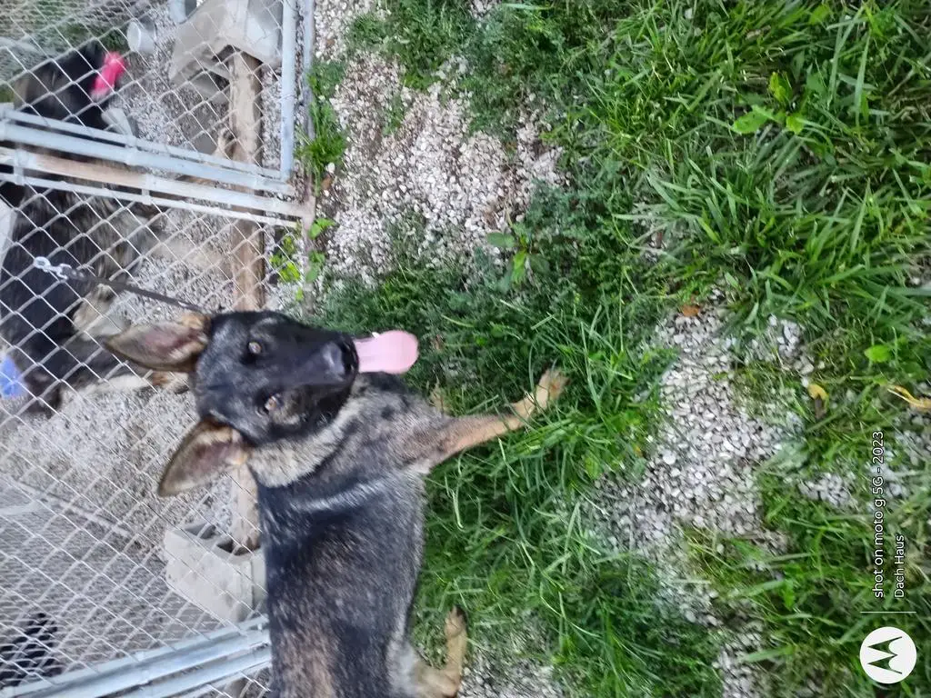 Big. 10 month old, Sable
