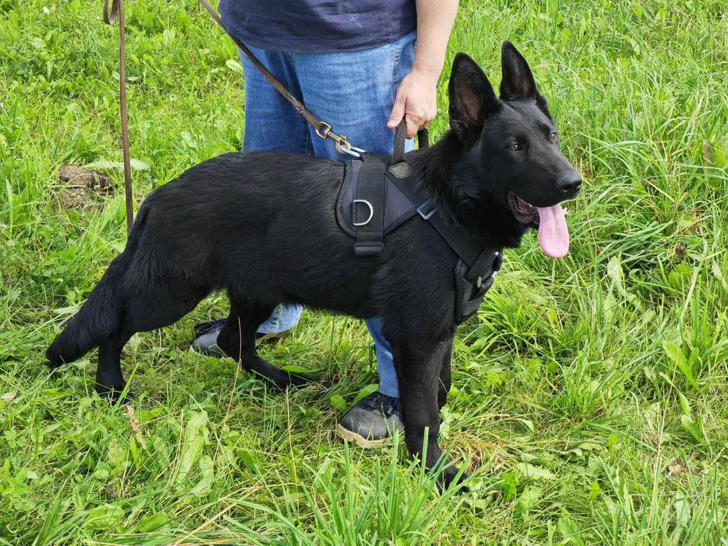Young top notch DDR female is available