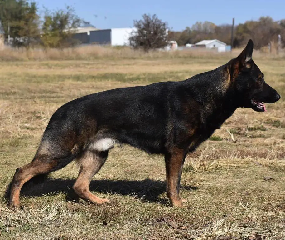STUD: old Czech bloodlines, dark sable male