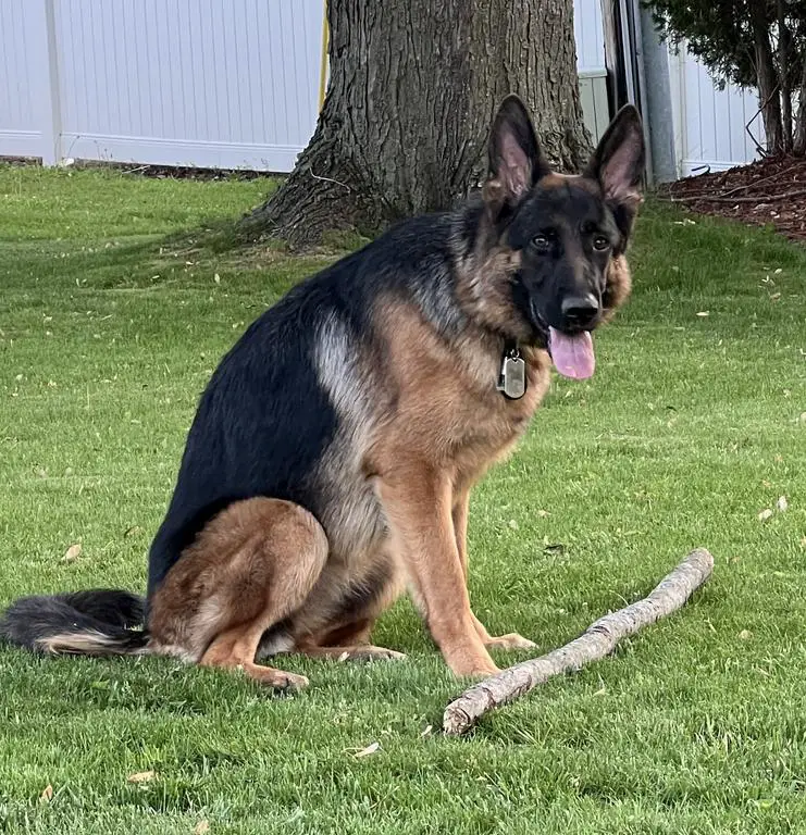 Great Temperament Family House Dog