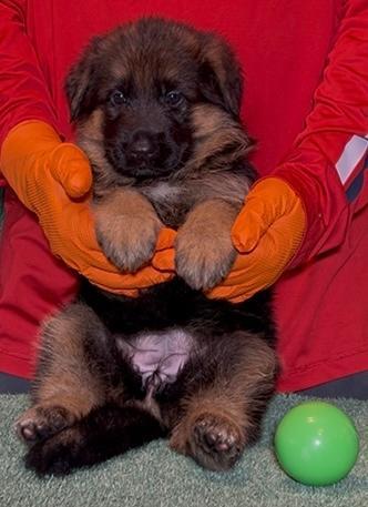 VA Zallo vom Fichtenschlag Puppy