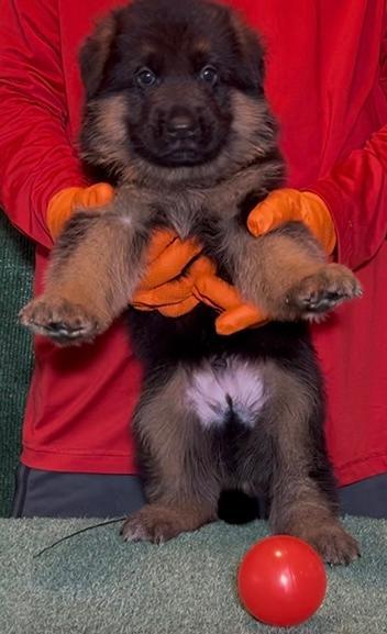 VA Zallo vom Fichtenschlag Puppy