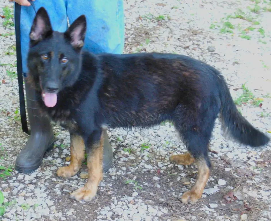 WORKING LINE BI COLOR FEMALE ,BEST OFFER