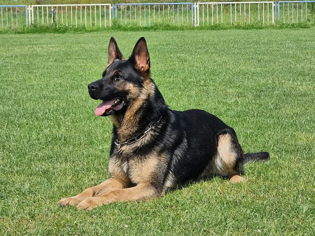 Fully trained GSD male available...