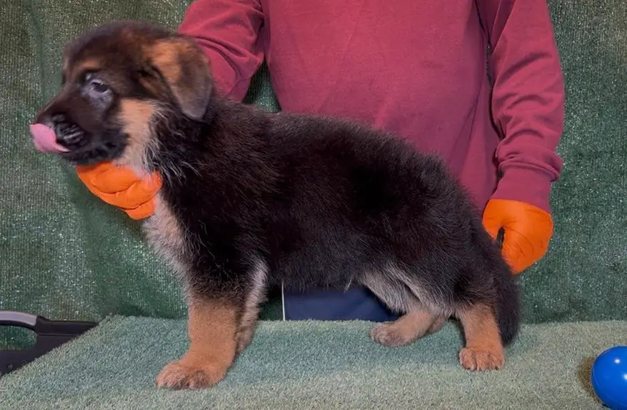 VA Zallo vom Fichtenschlag Puppy