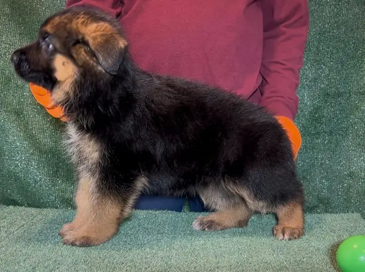 VA Zallo vom Fichtenschlag Puppy
