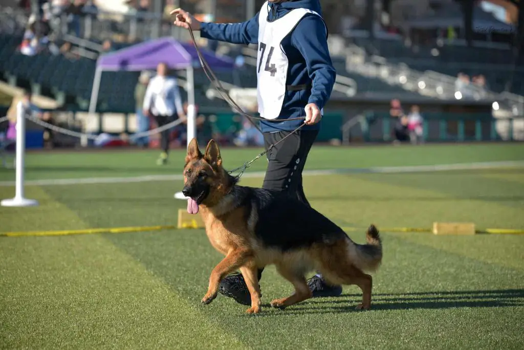 21 month old female. Super pedigree.