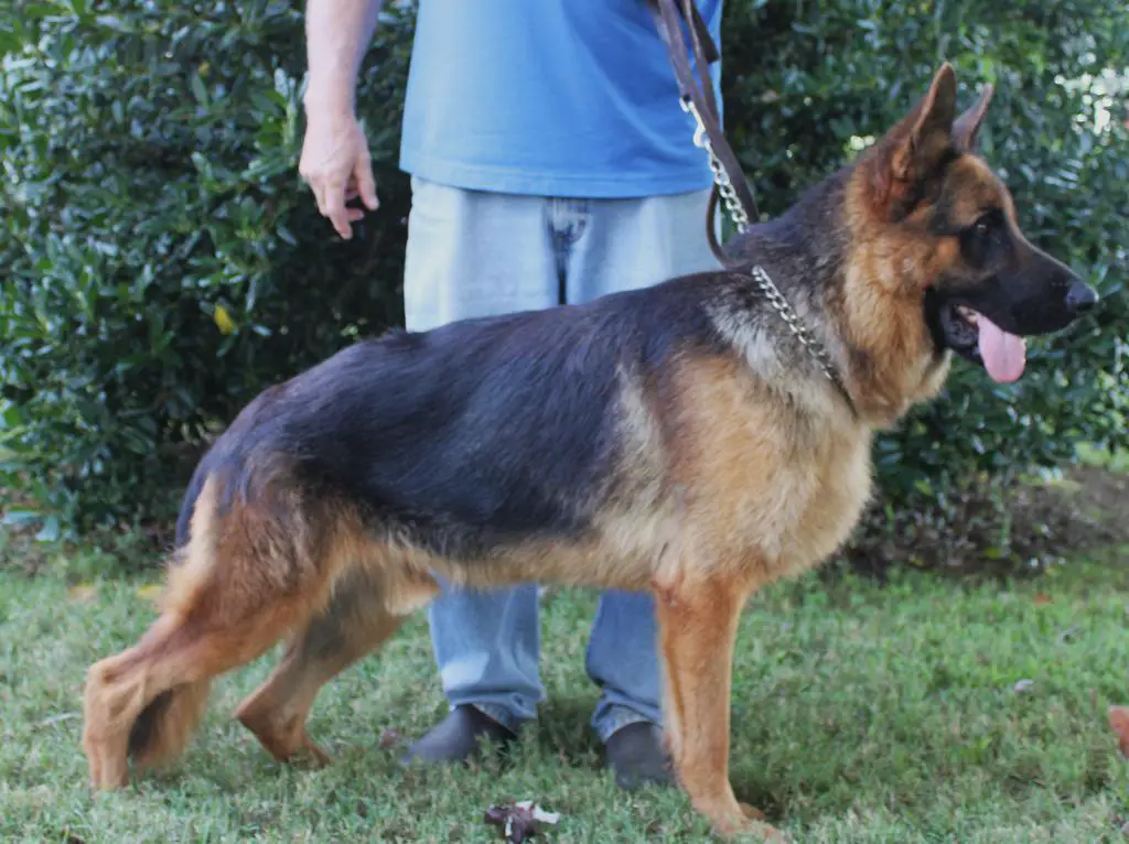 15 Month Old WG Show Line For Sale