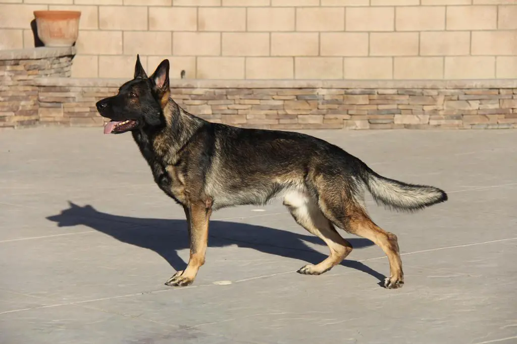 Czech Working line Import from Champion bloodline