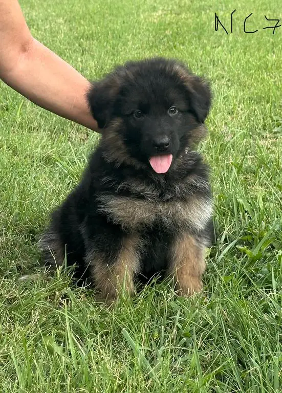Beautiful Black and Red Male
