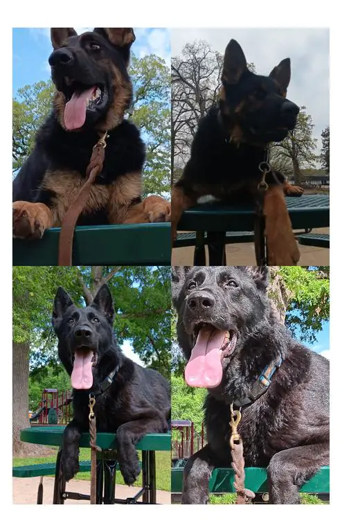 East German Pups(DDR)( BREEDING ANNOUNCEMENT)