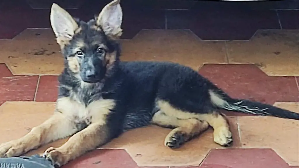 Top Pedigree GSD Puppy Available