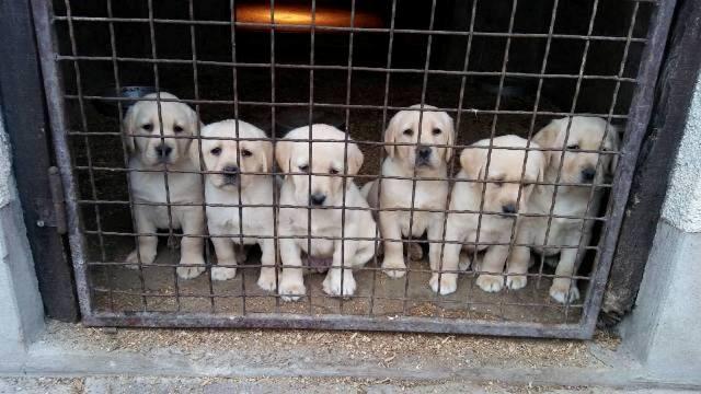 Labrador Retriever puppies