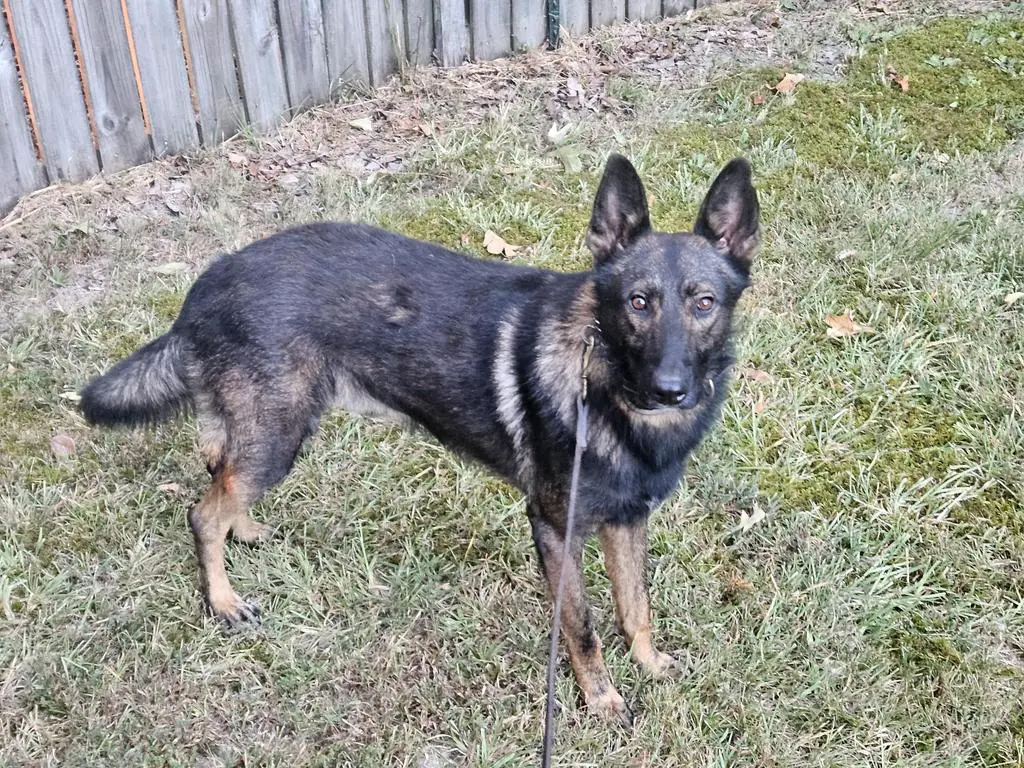 EU Passport Hungarian GSD for Working Home