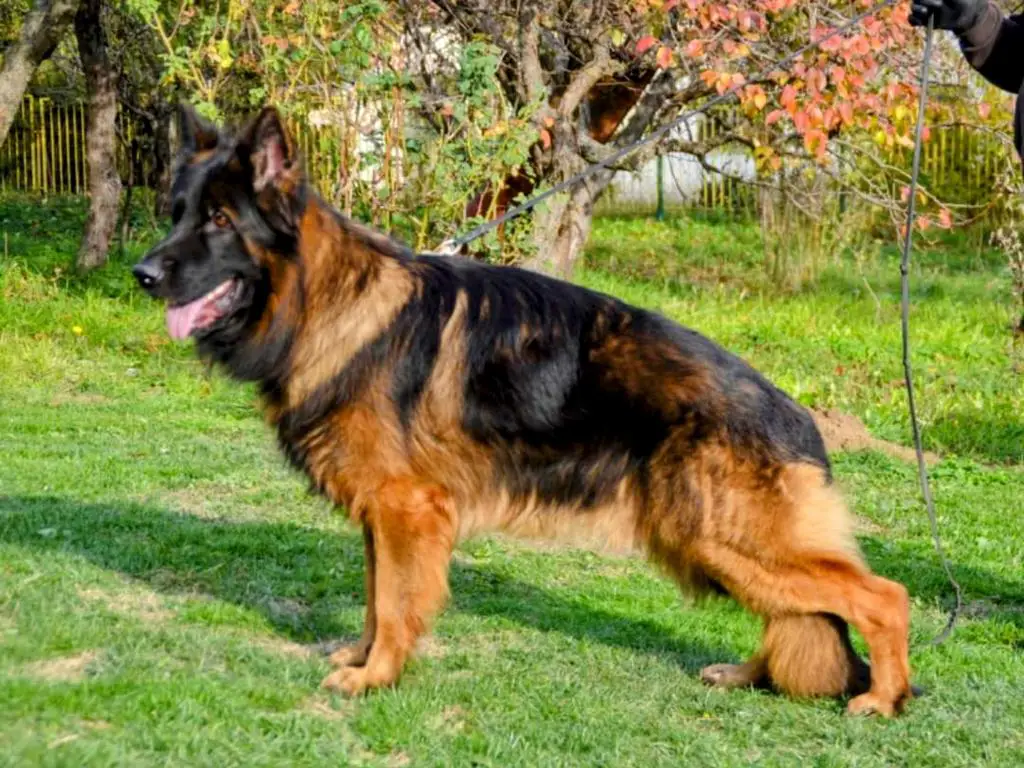 Diler Max Puppies