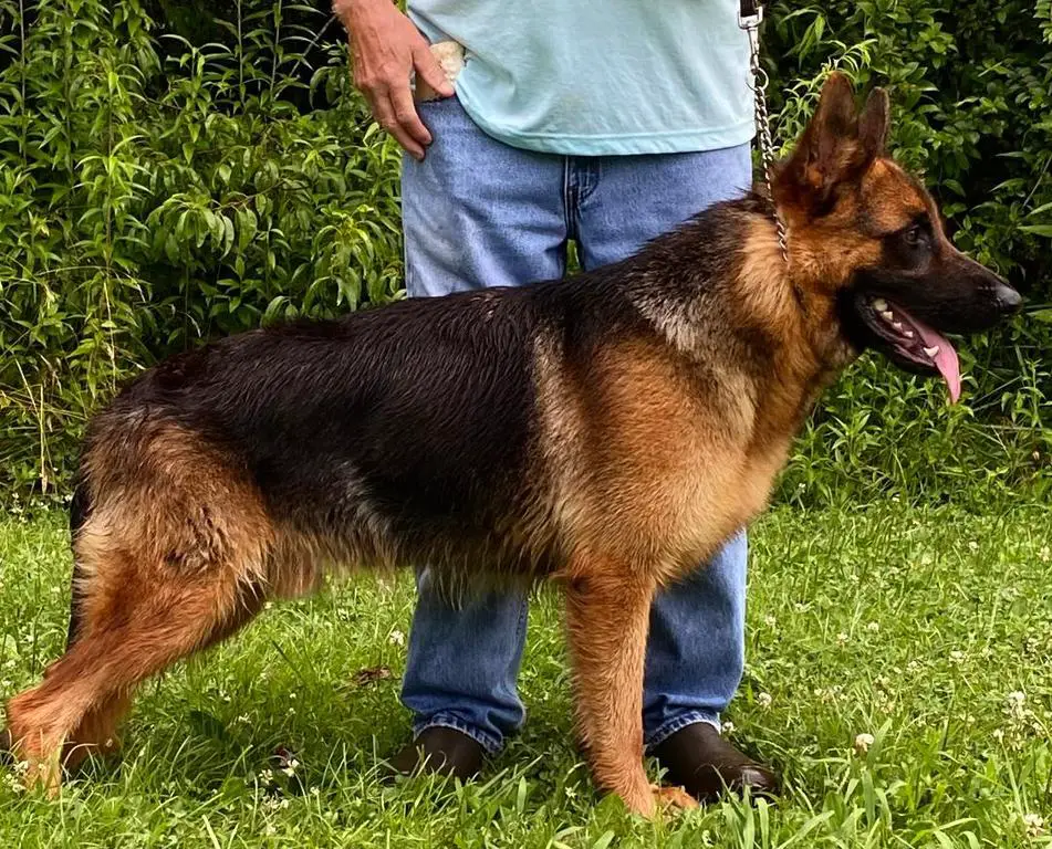 16 Month Old Show Line Male