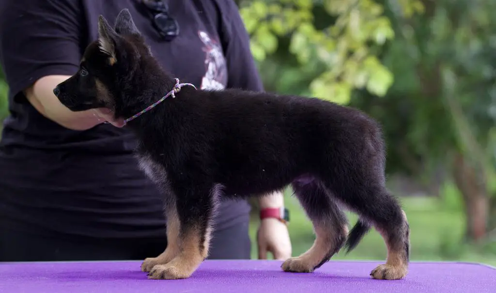 Competition Dog