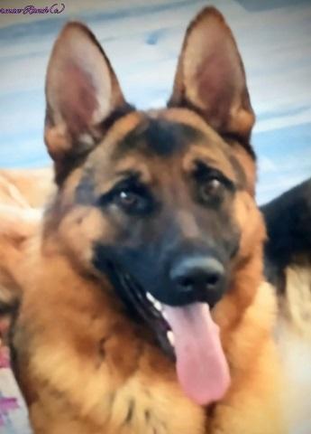 Adult German Shepherds for sale