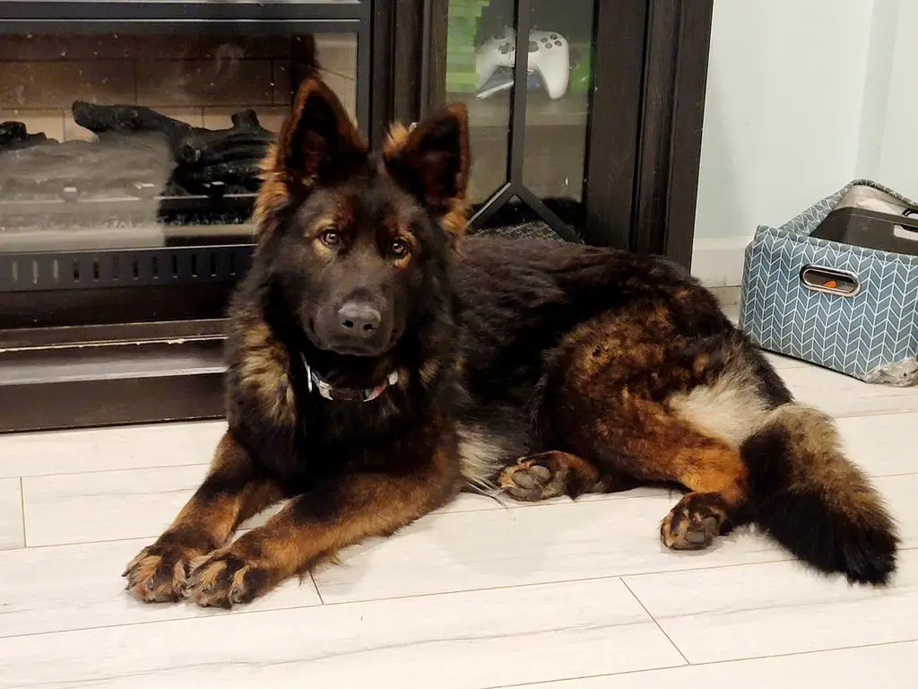 Ddr/Czech female german shepherd