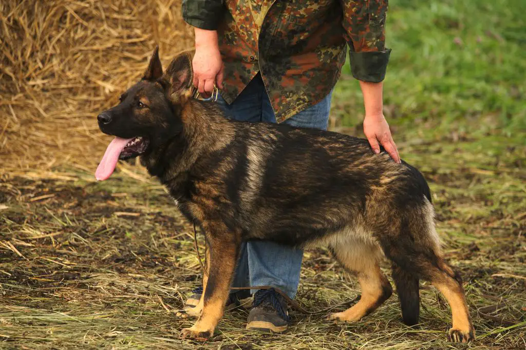 Solid DDR female is available