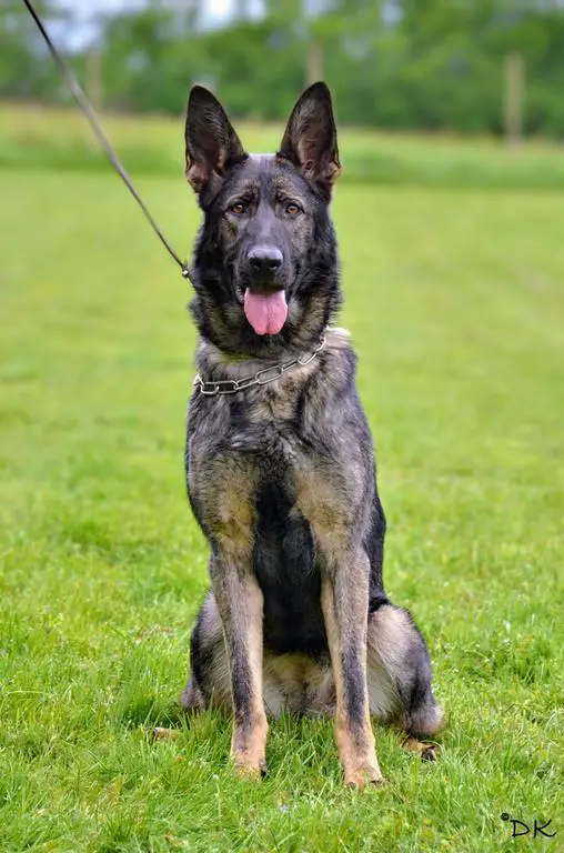 Sable German Shepherd female available!