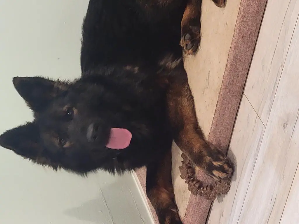 Black sable DDR/CZECH