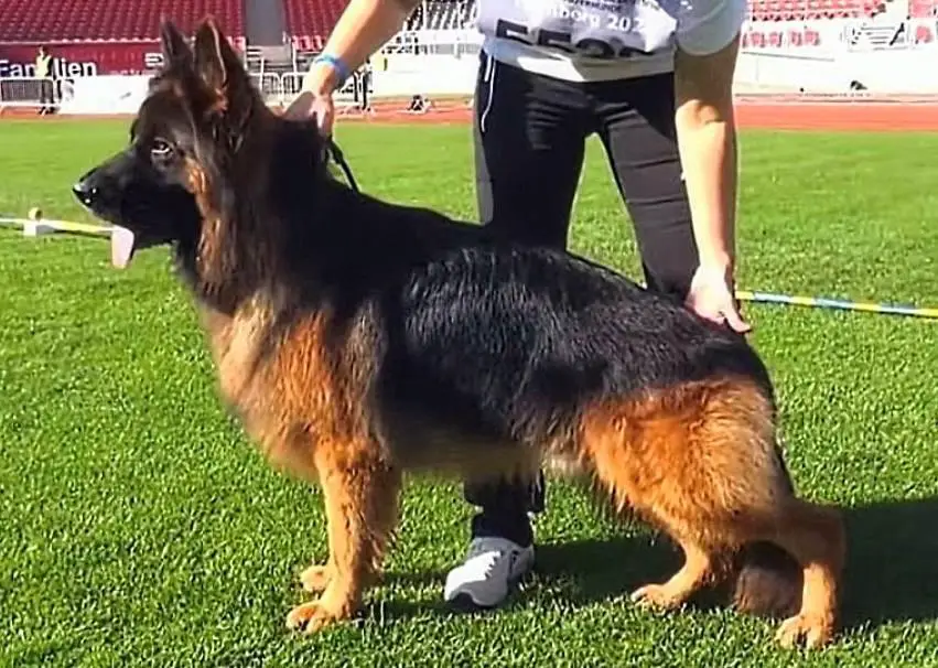 TOP Longhaired young male