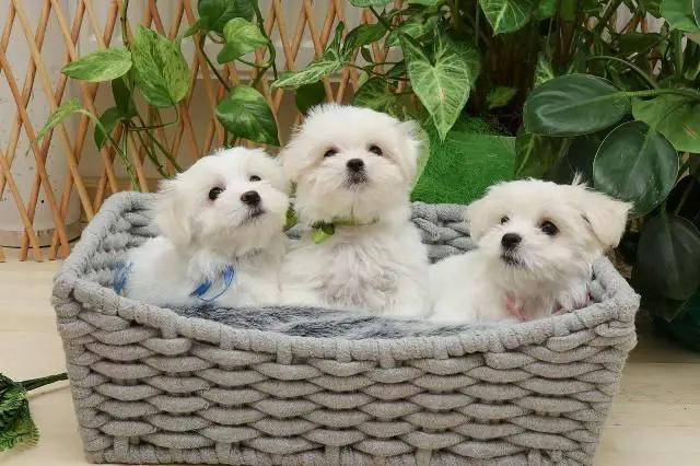 Maltese - puppies (mini type)