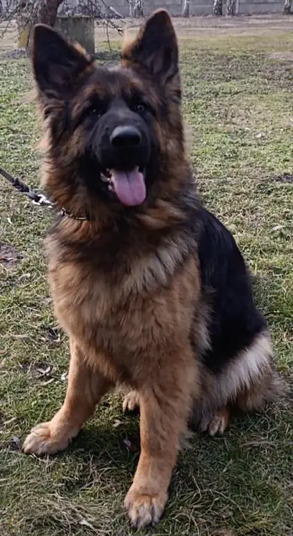 Long coat amazing female for Sale
