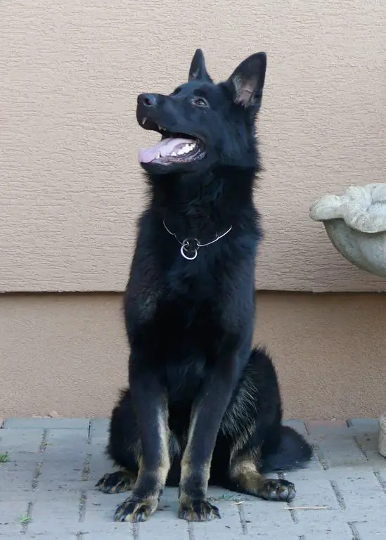 Young working line GSD female for sale!!