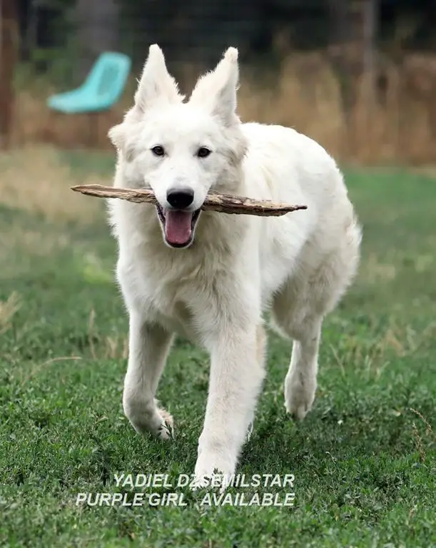 YADIEL DZSEMILSTAR -PURPLE GIRL X LITTER