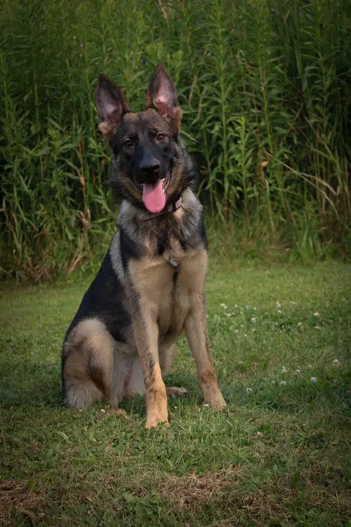 Beautiful Sable female ,Started in sport obedience