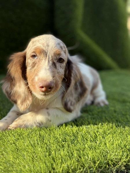 Long haired dachshund