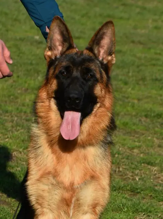 IGP2 male for sale 
