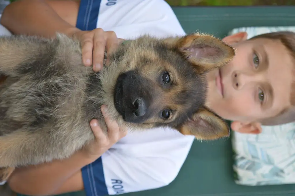 Top puppies for sale - only male