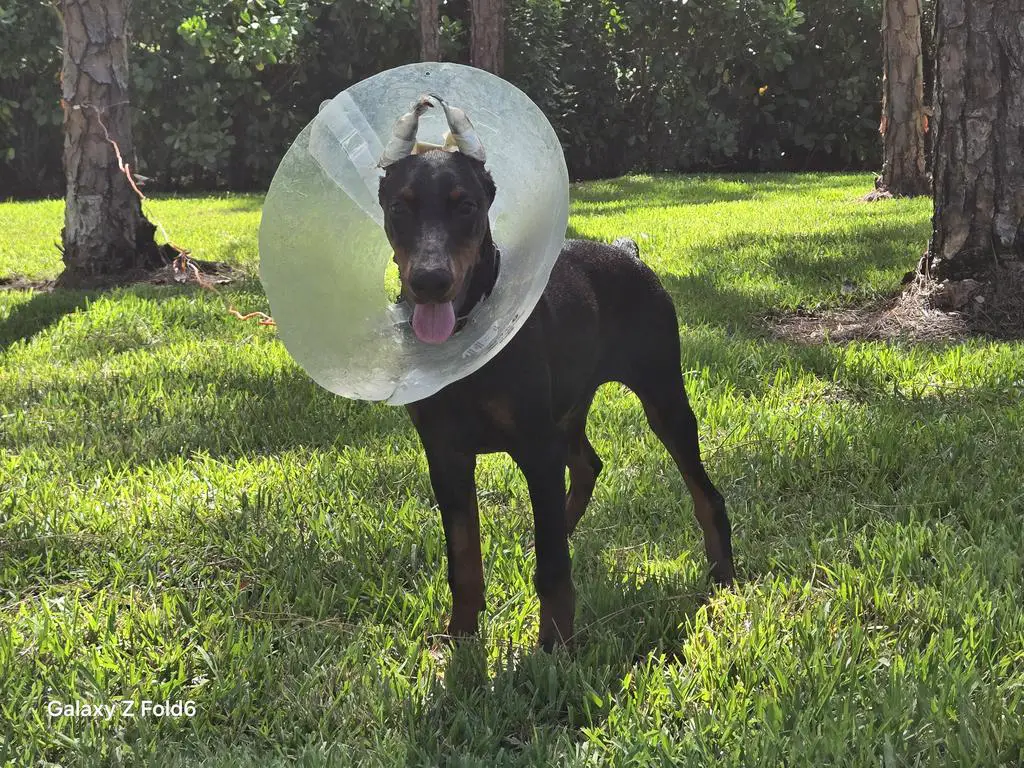 EUROPEAN DOBERMAN PUPPY 5 month