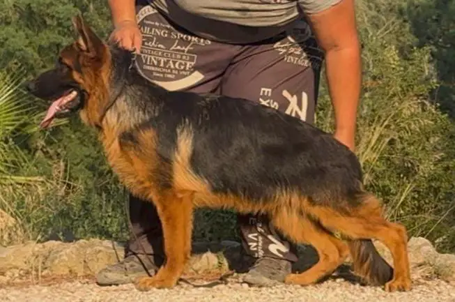 Top son of VA2 SOLO DU HAUT MANSARD