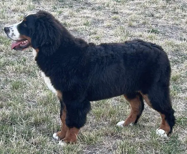Male Bernese mountain dog