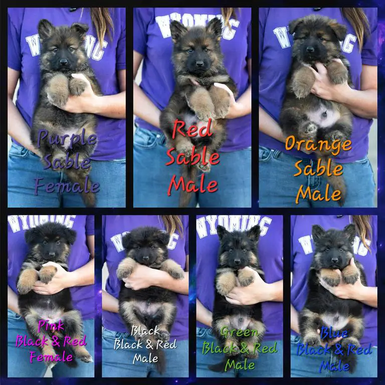 Royal K9s Jayde Vom Eisenbraun x Wizard of Oz Vom