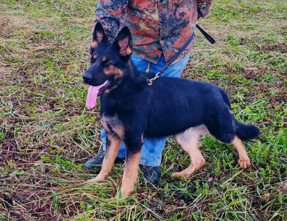 Big boned DDR female is available