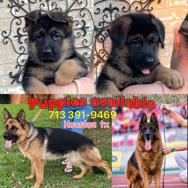 West German showline puppies